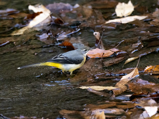 gray wagtail wading in a shallow stream 2