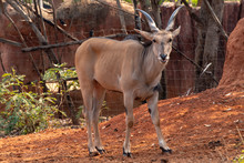 Kudu Young ( Tragelaphus Strepsiceros) In Zoo Nakhonratchasima, Thailand.