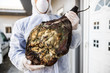 Man with protective suit and mask holding bad meat ham, rotten meat. Infection prevention and control of epidemic. World pandemic.  World pandemic