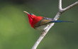 Crimson Sunbird perching for a second