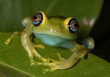 green frog with big eyes on a leaf