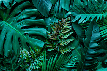 closeup nature view of green monstera leaf and palms background. Flat lay, dark nature concept, tropical leaf