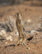 meerkat on guard looking away