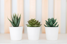 Three White Pots With Green Decorative Plants On A White Background With Wooden Bars