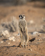 A single meerkat on guard duty