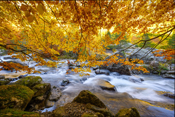 Wall Mural - l'automne dans le val d'aran