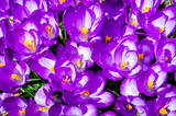 Fototapeta Kwiaty - Close-up of a small grouping of purple crocus flowers