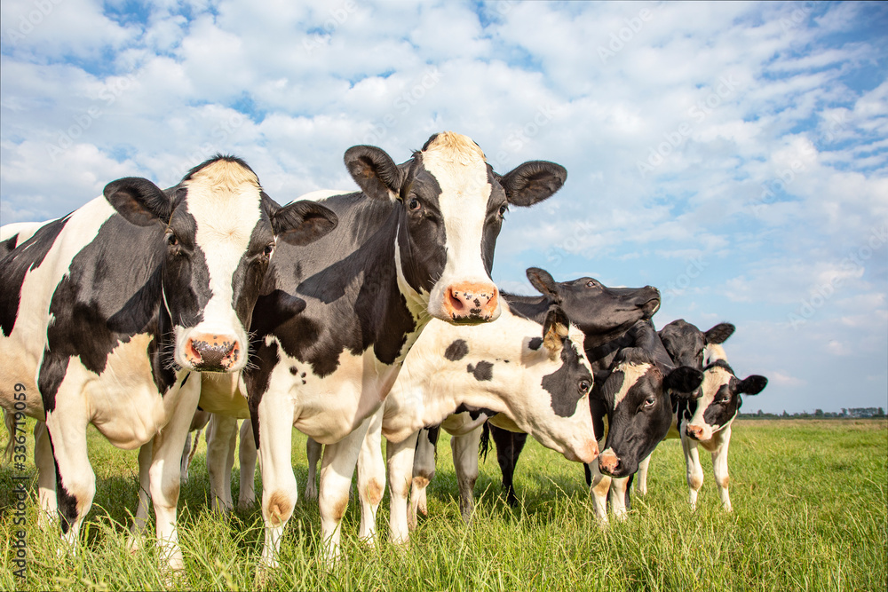 Group of cows stand in a row in the pasture, curious and playful under ...