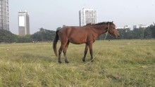 A Horse Grazing At Maidan Area Open Playground (Brigade Parade Ground ) In Summer Sunset Time. Kolkata, West Bengal India South Asia Pac