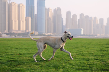 Wall Mural - Dubai