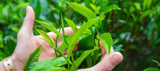 Wall Mural - Tea growing on tea plantations in Sri Lanka. Selective focus.