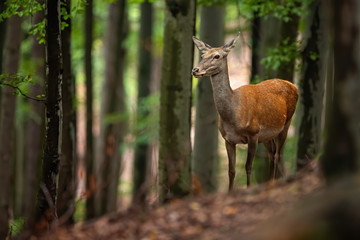 Wall Mural - Careful red deer, cervus elaphus, hind looking aside in a summer or autumn forest with trees in background. Female wild animal walking cautiously in woodland with copy space. Wildlife in nature.