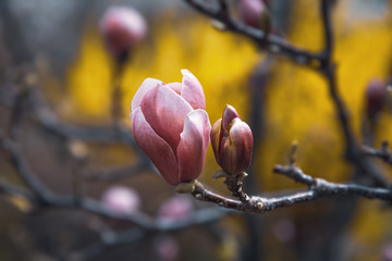 Wall Mural - Magnolia tree blossom.