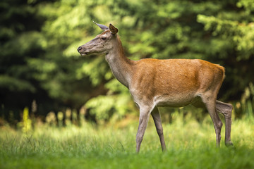 Wall Mural - female red deer, cervus elaphus, walking through tranquil meadow in nature at sunrise. wild animal m