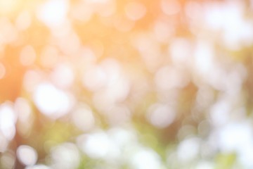 Wall Mural - abstract white natural bokeh with sun beam in the morning background.