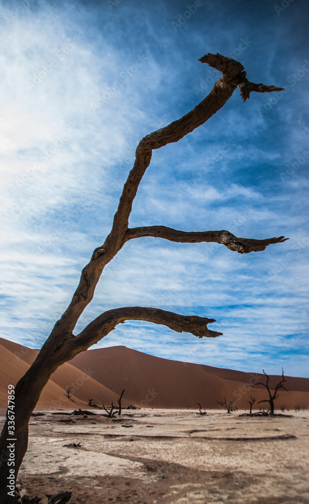 Dead tree in the Namibia desert - obrazy, fototapety, plakaty 