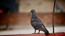 Indian Domestic Pigeon Bird 2020 .Vishal Stock Photo.