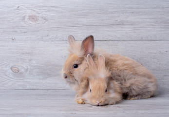 Two adorable little brown bunny rabbit with relaxation action and stay on gray wooden pattern background.