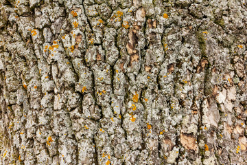 Rough pine texture with colored moss