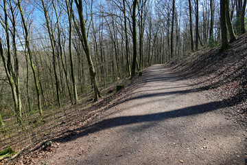 Canvas Print - Wanderweg im Staatsforst Burgholz, Wuppertal Cronenberg