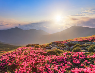 Wall Mural - Beautiful photo of mountain landscape. The lawns are covered by pink rhododendron flowers. Concept of nature rebirth. Summer scenery. Blue sky with cloud. Location Carpathian, Ukraine, Europe.