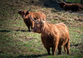 Wall Mural - Scottish Highland Cattle