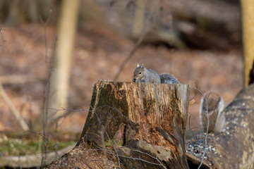 Wall Mural - Eastern gray  squirrel in city park