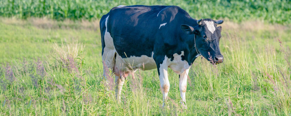 Cows graze on a juicy meadow on a summer day