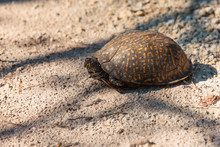 Ornate Box Turtle, Hiding Within Its Shell, At Topsail Hill Preserve, Santa Rosa Beach, Florida