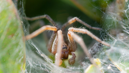 pająk macro