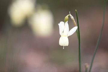 Wall Mural - Pendulant flower of Narcissus triandrus bulbous plant