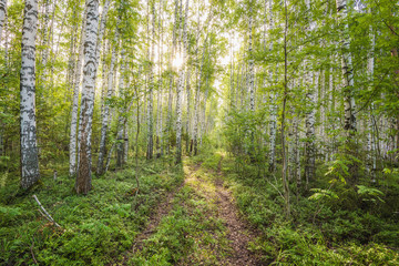 Wall Mural - birch grove on the river in the summer on a sunny day, the edge of the forest with grass.