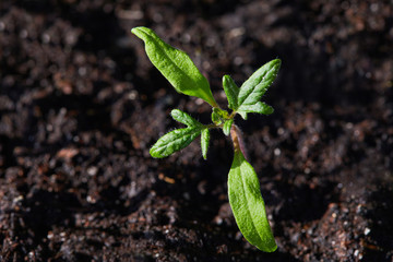 Young sprouts of  tomato plants in the greenhouse, macro