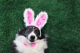Fototapeta Zwierzęta - Happy dog with pink bunny ears laying on grass