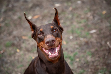 dog dobermann brown and tan red cropped portrait head doberman