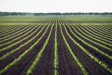 Background with a field of young corn