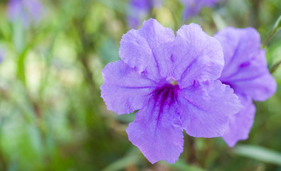 Wall Mural - .Purple flowers in nature