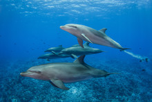 Dolphins In The Sea