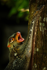 Wall Mural - sunda flying lemur - galeopterus variegatus or sunda colugo or malayan flying lemur or malayan colug