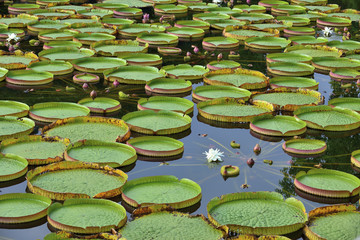 Sticker - Water lily leaf