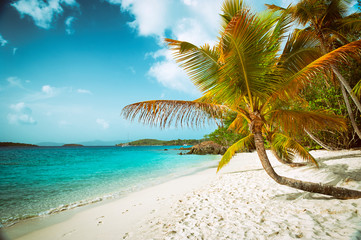 Wall Mural - scenic palm-fringed view of empty caribbean beach in the virgin islands