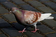 Pigeon (Columba Livia F. Domestica) - Urban Bird