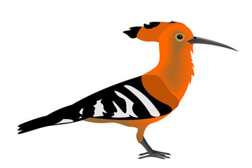 Illustration of an Eurasian hoopoe, Upupa epops