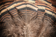 Eastern Wild Turkey Tail Feathers Fan Closeup