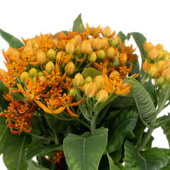 Branch of Asclepias flower isolated on the white