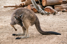 The Western Grey Kangaroo Is Scratching His Leg
