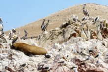 Pelicans Perching On Rock Against Clear Sky