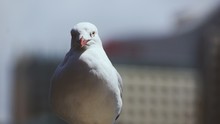 Close-up Portrait Of Seagull
