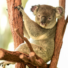Portrait Of Koala Sitting On Tree