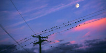 Sunset Perch - Silhouetted Birds Perched On Transmission Lines With Sunset Sky & Moon As A Background